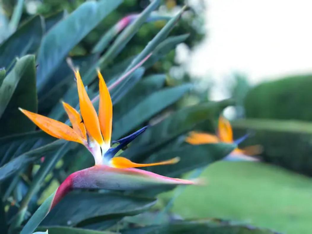 Coffee Garden Ranch Bed&Breakfast Concepcion  Exterior foto