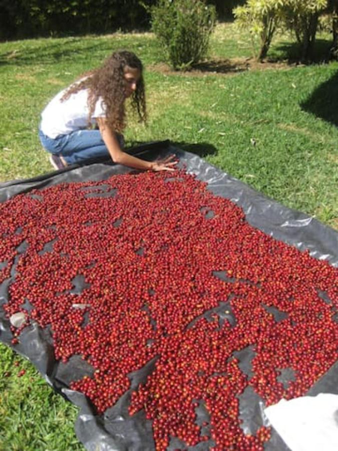 Coffee Garden Ranch Bed&Breakfast Concepcion  Exterior foto